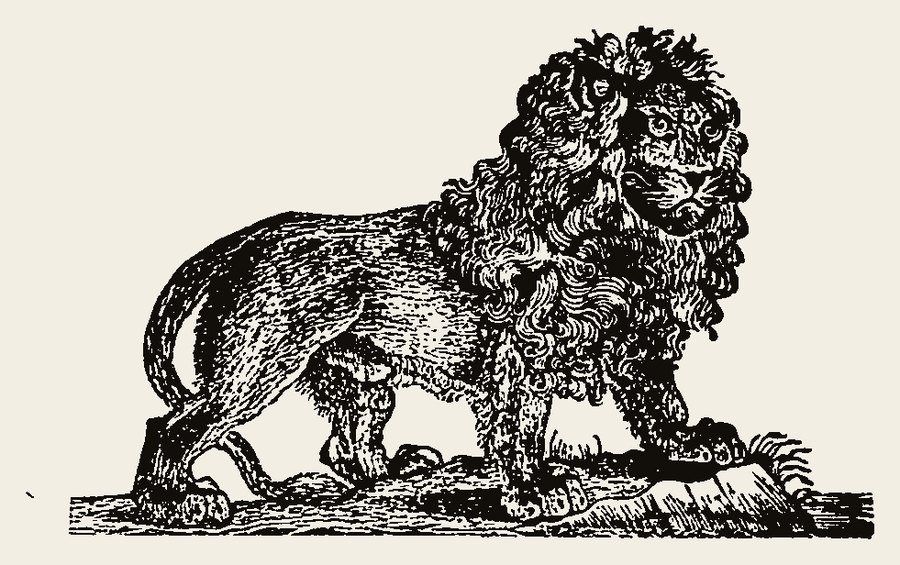 Lion 1173