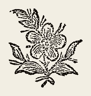 Ornament 0744