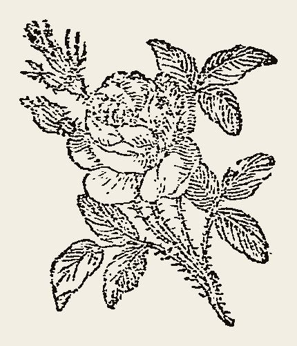Ornament 0762