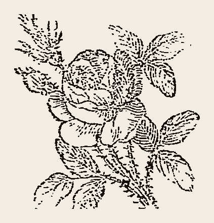 Ornament 0763