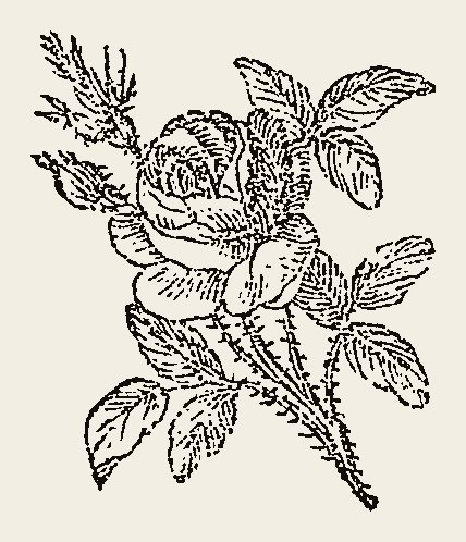 Ornament 0764