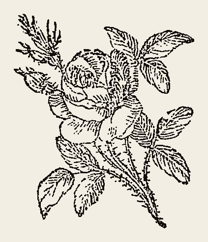 Ornament 0770
