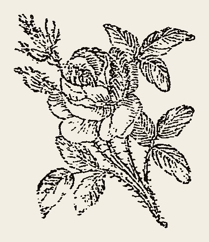 Ornament 0771