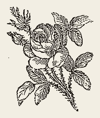 Ornament 0772